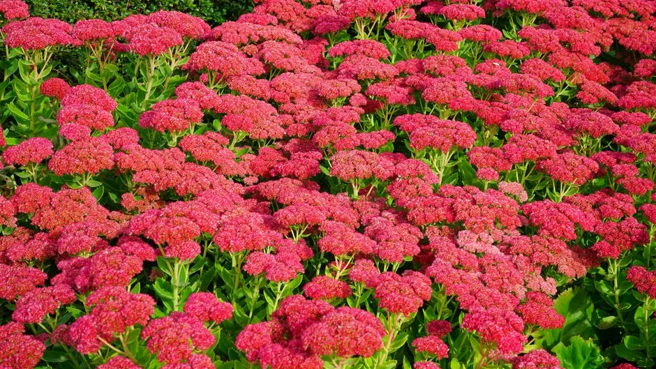 Close-up of massed pink and orange annuals with a garden bed edge in focus